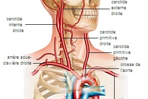 Ecografie Doppler  vascular carotide : 299 lei