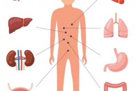 Pachet complet medicina interna: Consult + Ecografie abdominala totala + EKG: 280 lei