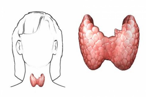 Echografie endocrina