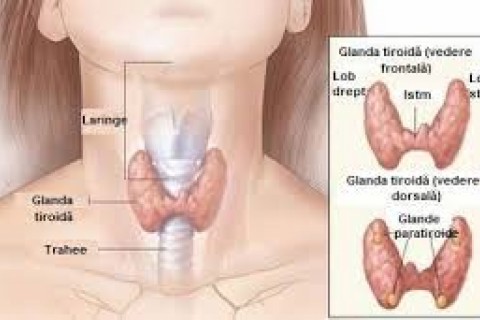 Pachet Endocrinologie ! Consult de Specialitate +Ecografie Doppler glanda tiroida: 250 Ron!